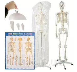 Скелет человека - 170см Malatec 22583